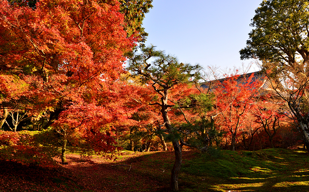 Domestic travel business